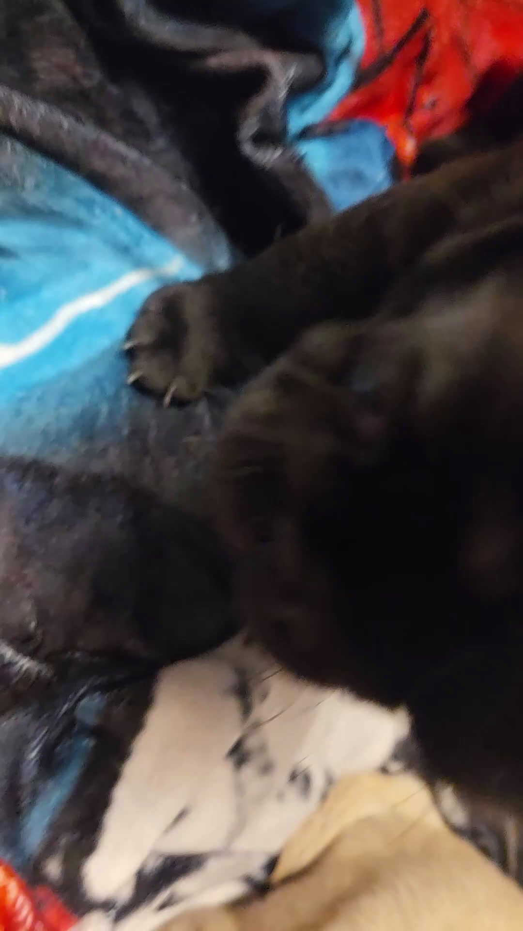 Pug dogs for sale: Purple - Video 2