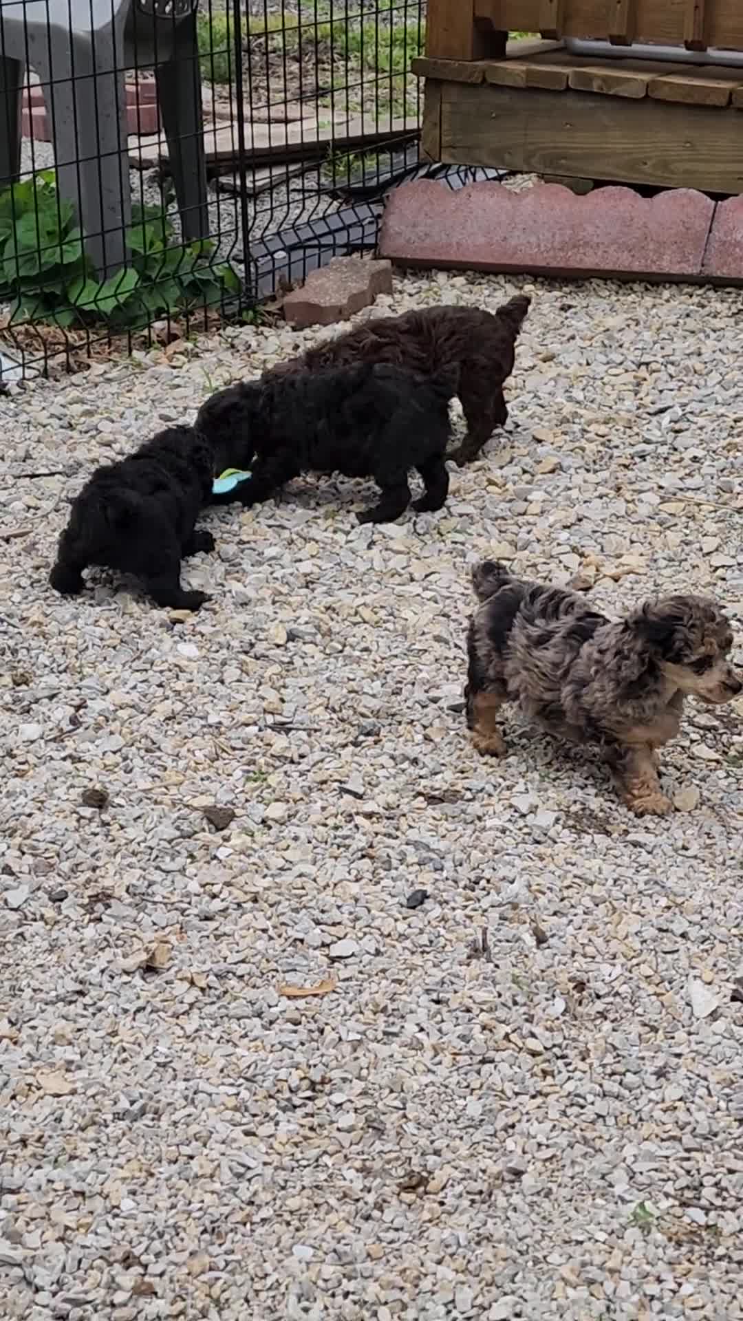 Miniature Poodle dogs for sale: Miniature Poodle Silver Girl - Video 2