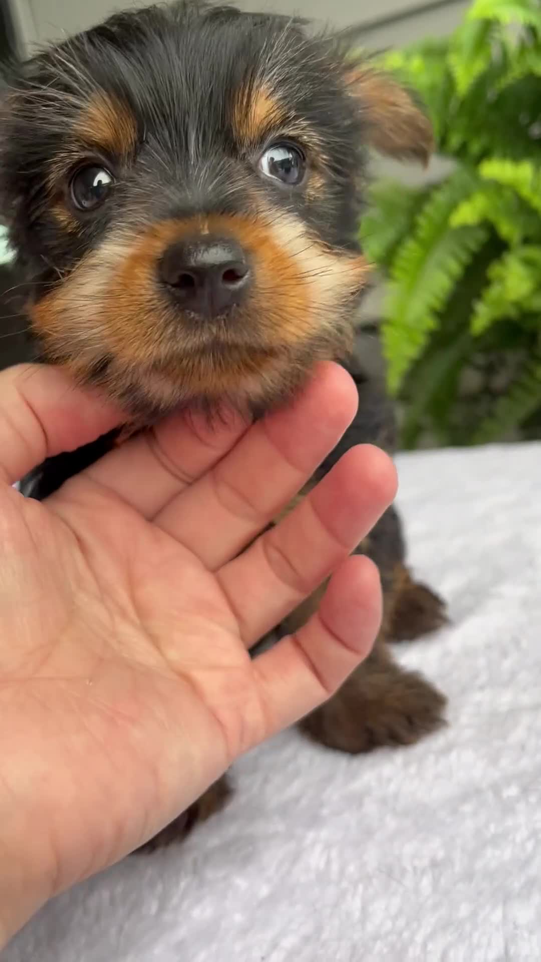 Yorkshire Terrier dogs for sale: Barbie - Video 1