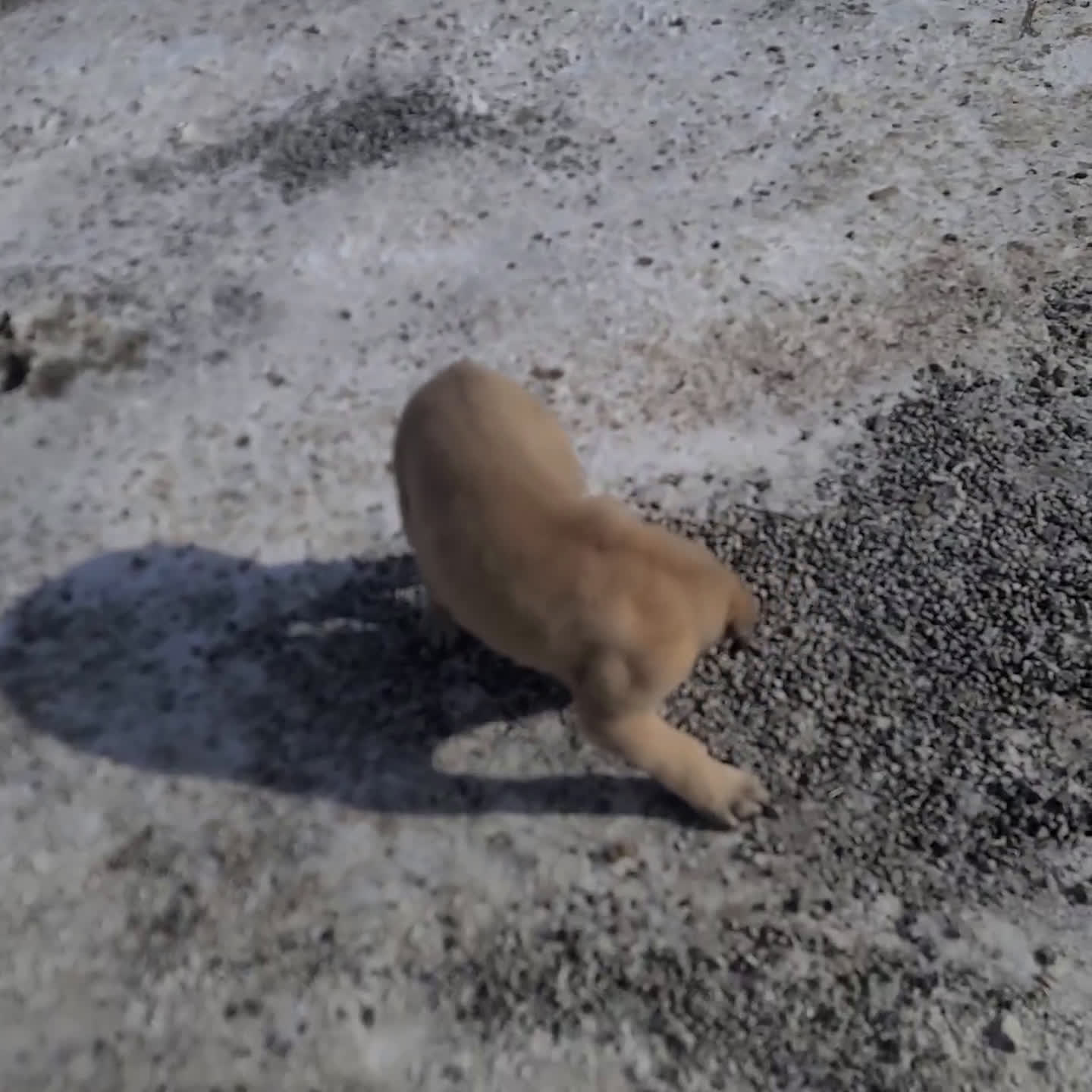 English Mastiff dogs for sale: Heidi - Video 1