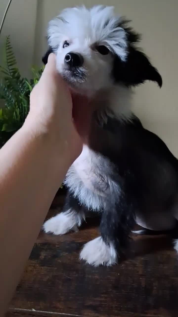 Chinese Crested dogs for sale: Flower - Video 1