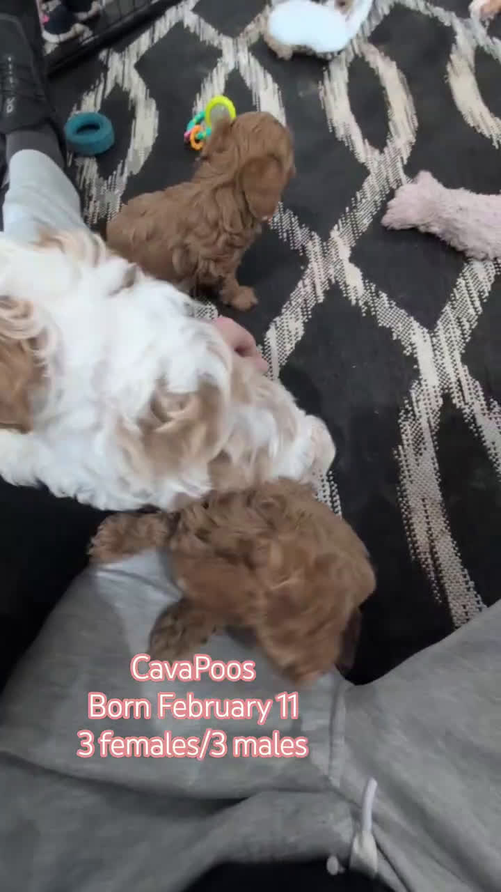 Cavapoo dogs for sale: Rocco - Video 4