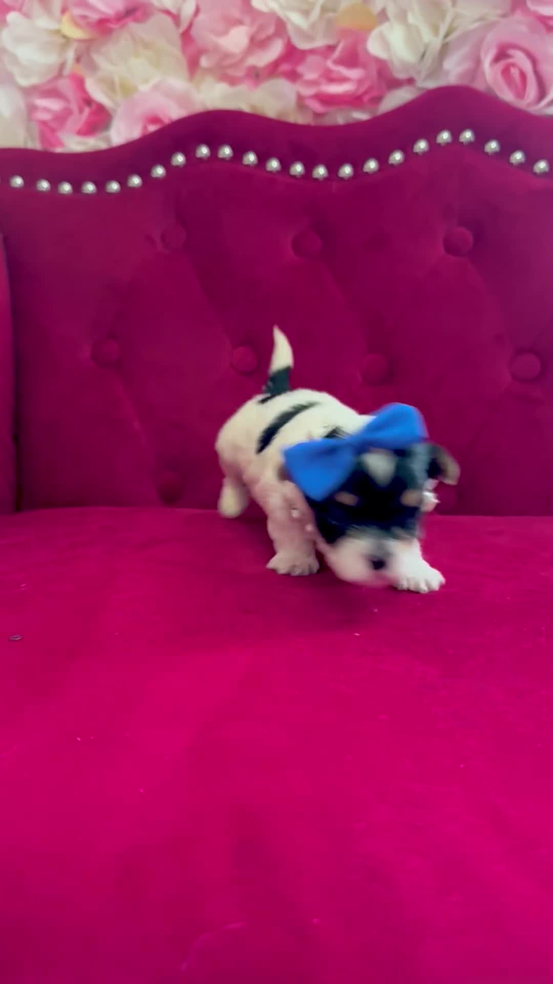 Morkie dogs for sale: Benz  - Video 2