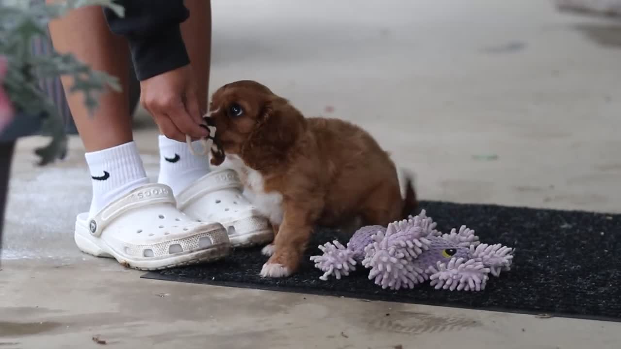 Cavalier King Charles Spaniel dogs for sale: Chase - Video 1