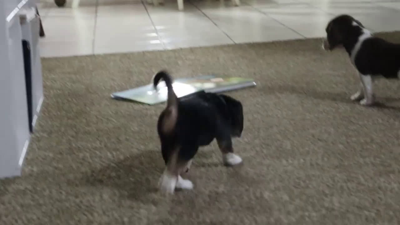 Beagle dogs for sale: Nutmeg - Video 1