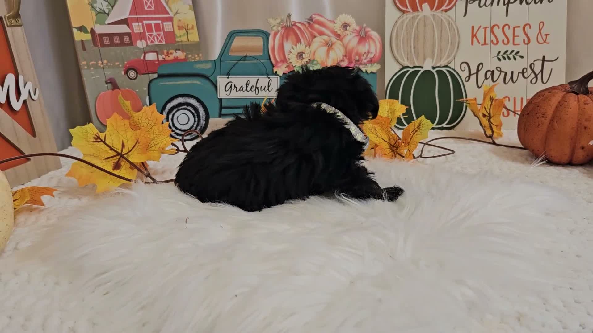 Yorkiepoo dogs for sale: Anise Sue - Video 1