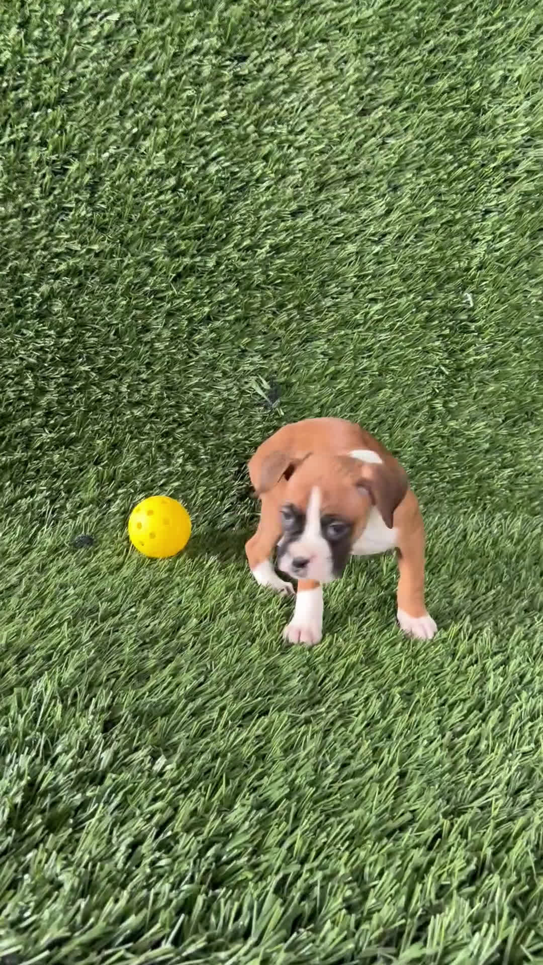 Boxer dogs for sale: Posey - Video 1
