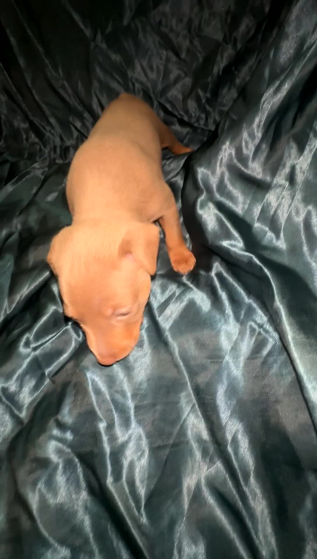 Miniature Pinscher dogs for sale: Savanna - Video 1