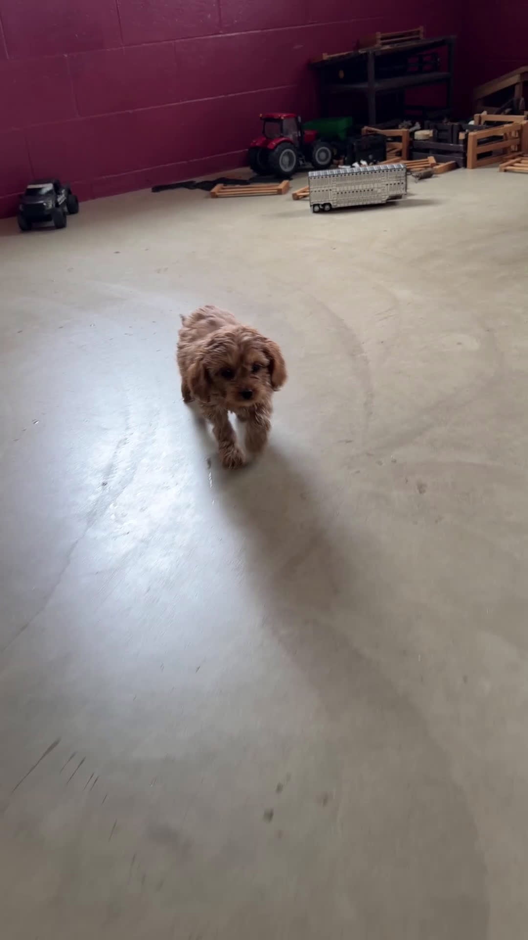 Cavapoo dogs for sale: Mabel - Video 1
