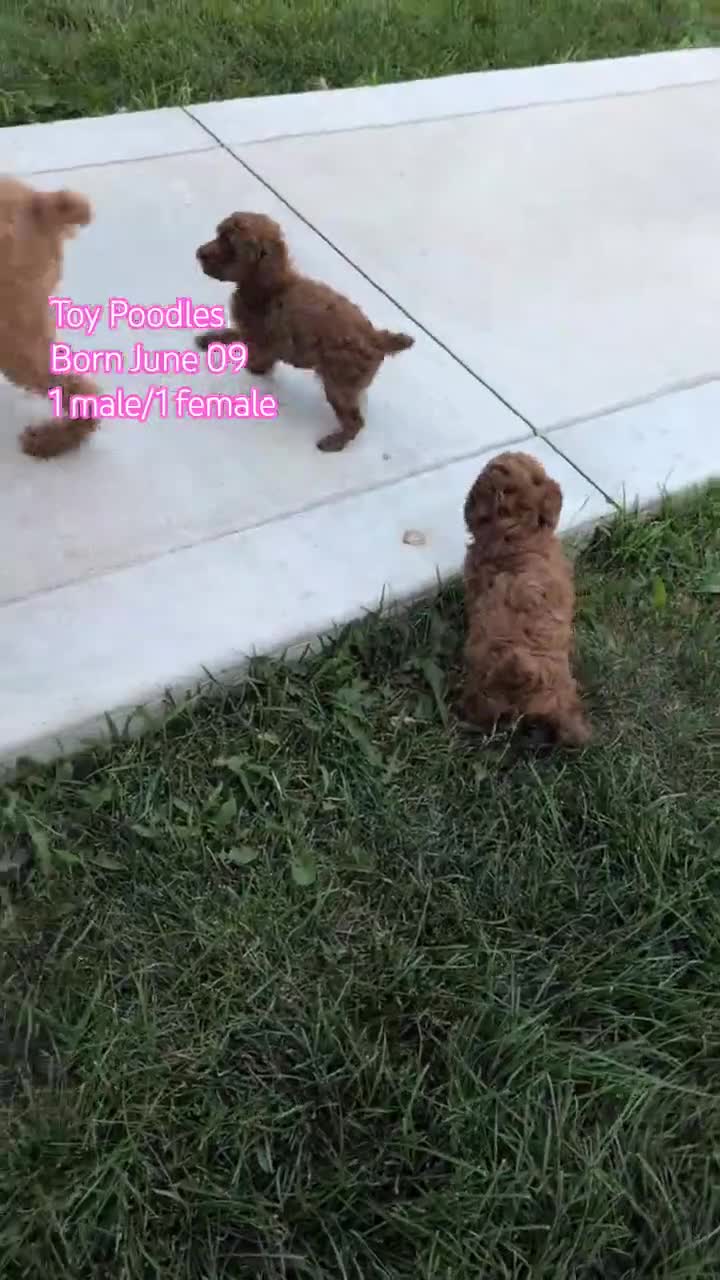 Toy Poodle dogs for sale: Zion - Video 2