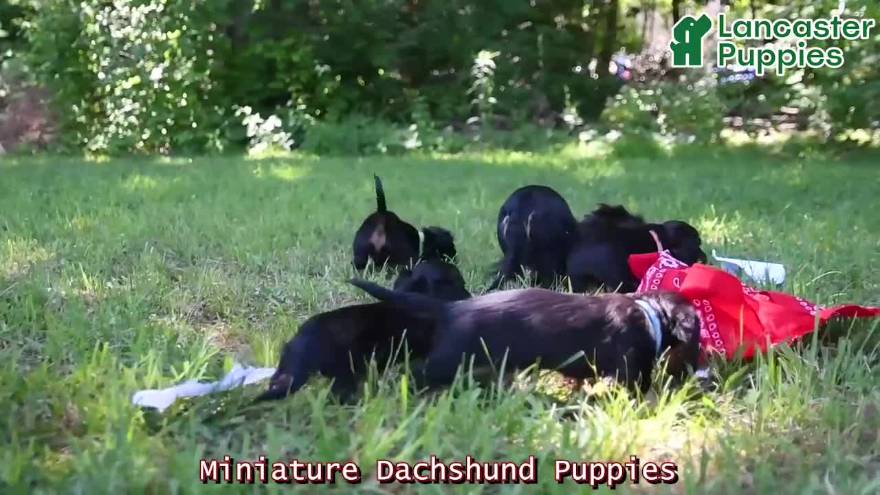 Miniature Dachshund dogs for sale: Daniel - Video 1