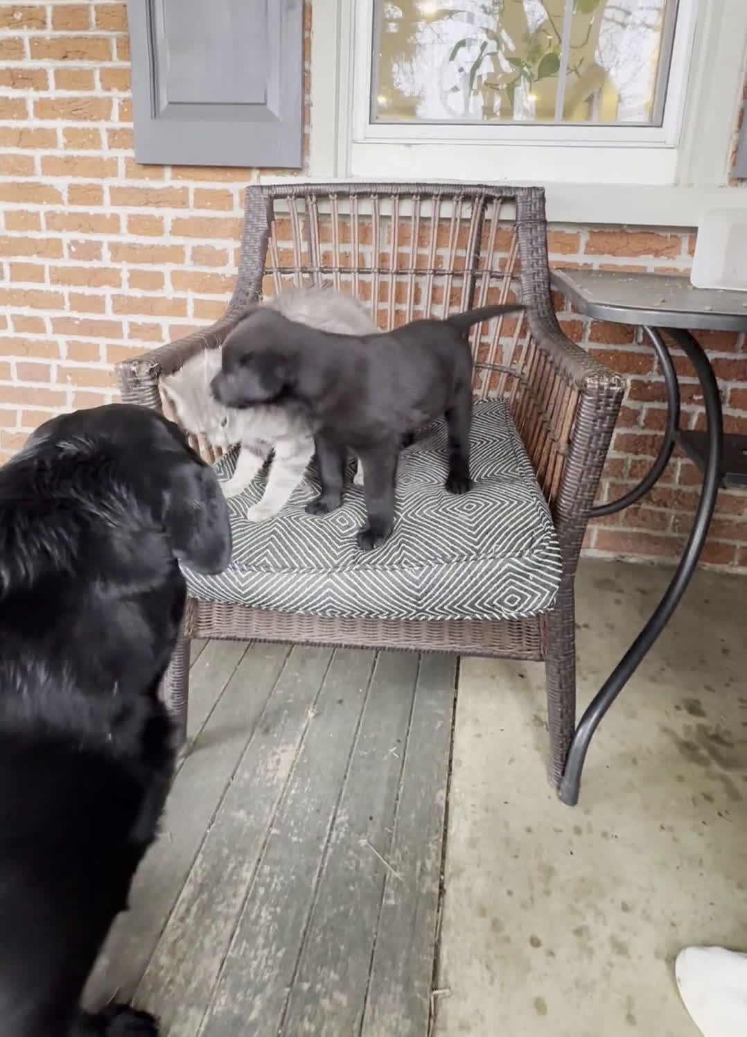 Mixed Breed dogs for sale: Mixed Breed Puppy 1 - Video 1