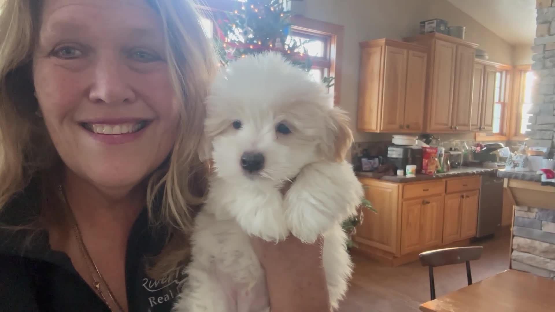 Coton De Tulear dogs for sale: Coton De Tulear 7 baxter - Video 1
