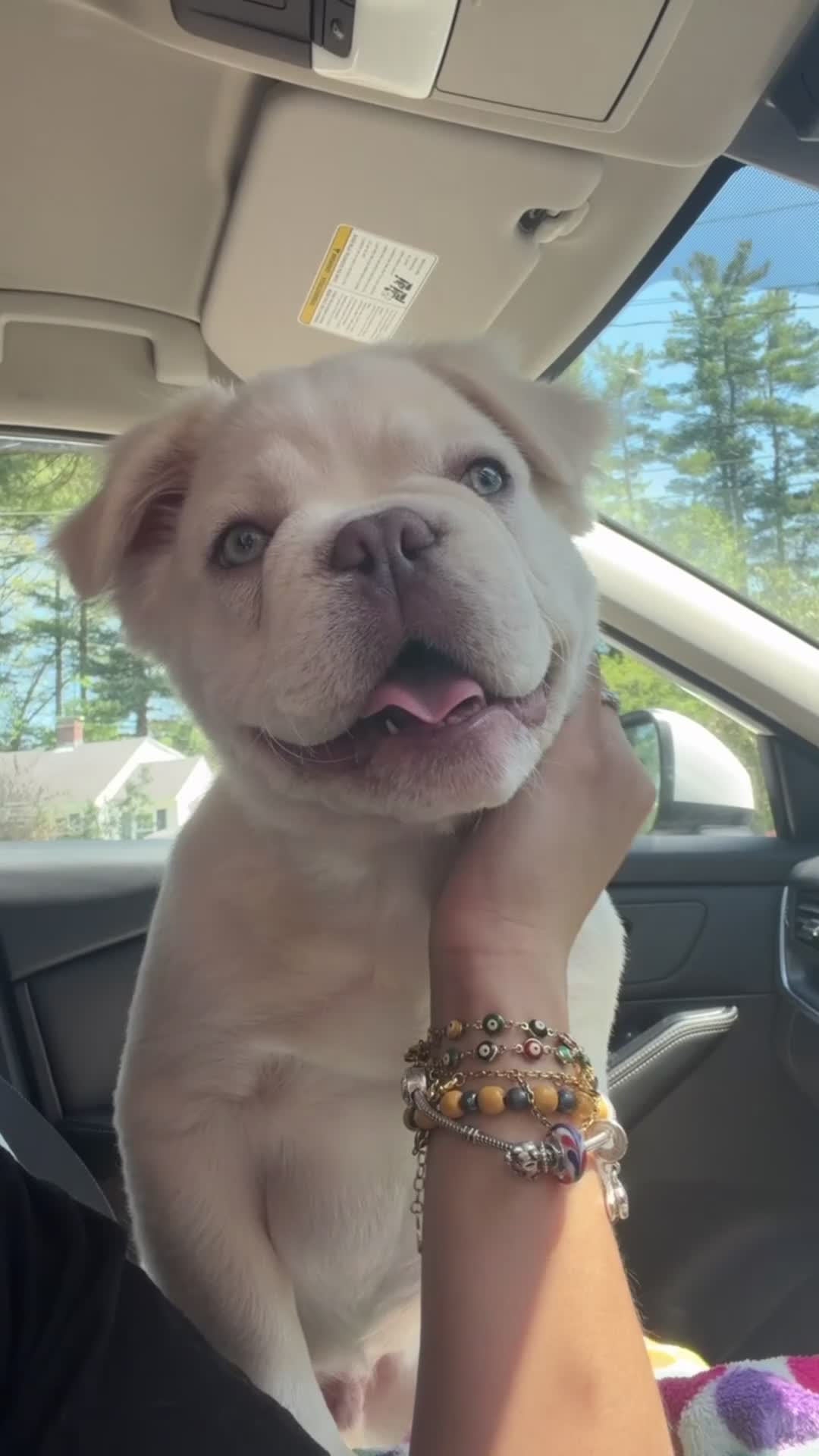 French Bulldog dogs for sale: French Bulldog 1 - Video 1