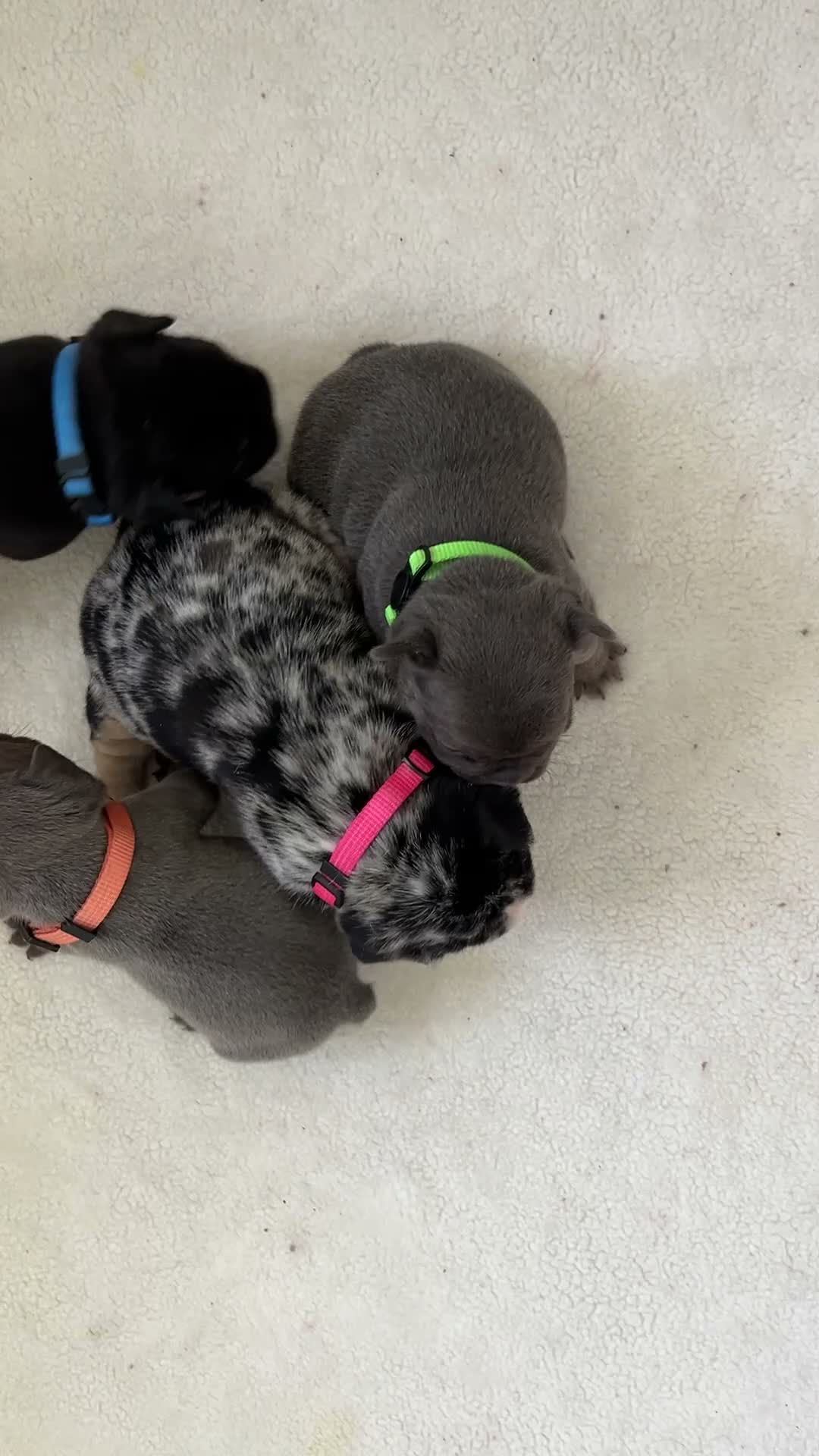 French Bulldog dogs for sale: Dolly - Video 3