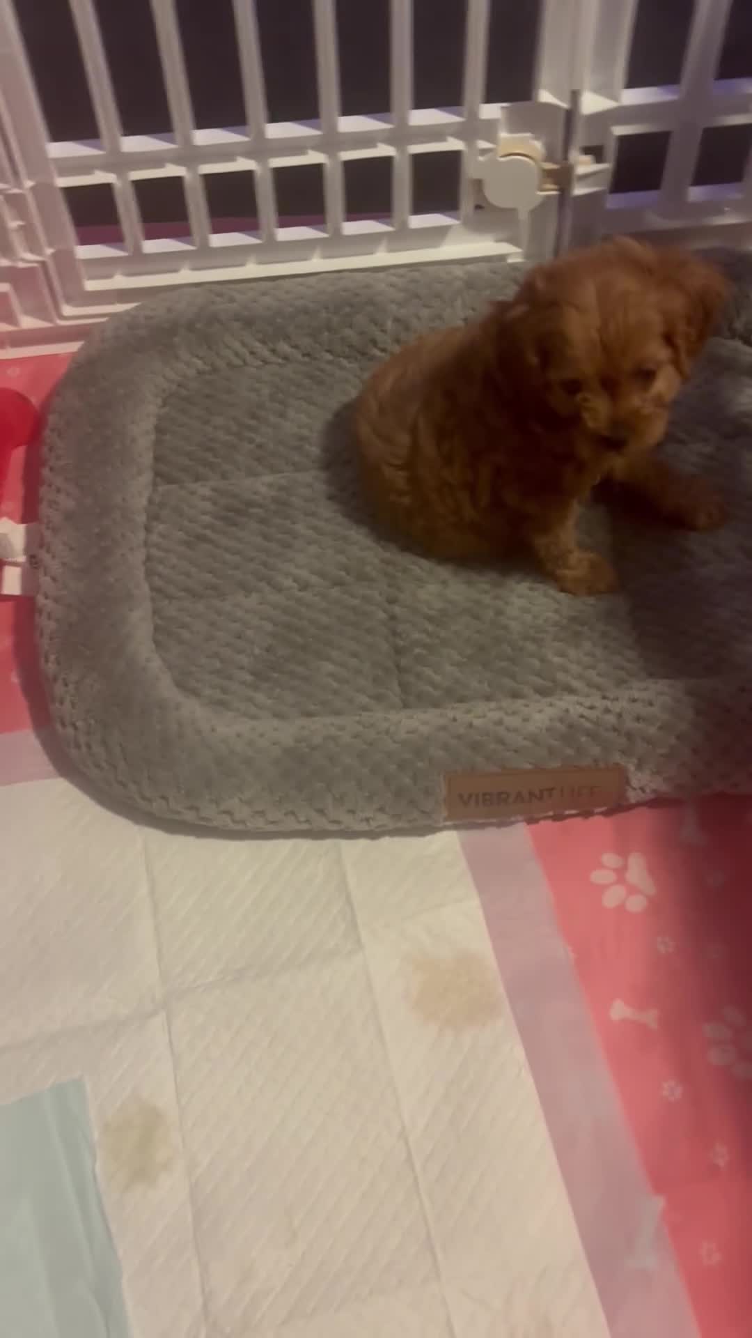 Cavapoo dogs for sale: Cavapoo Puppy 1 - Video 1