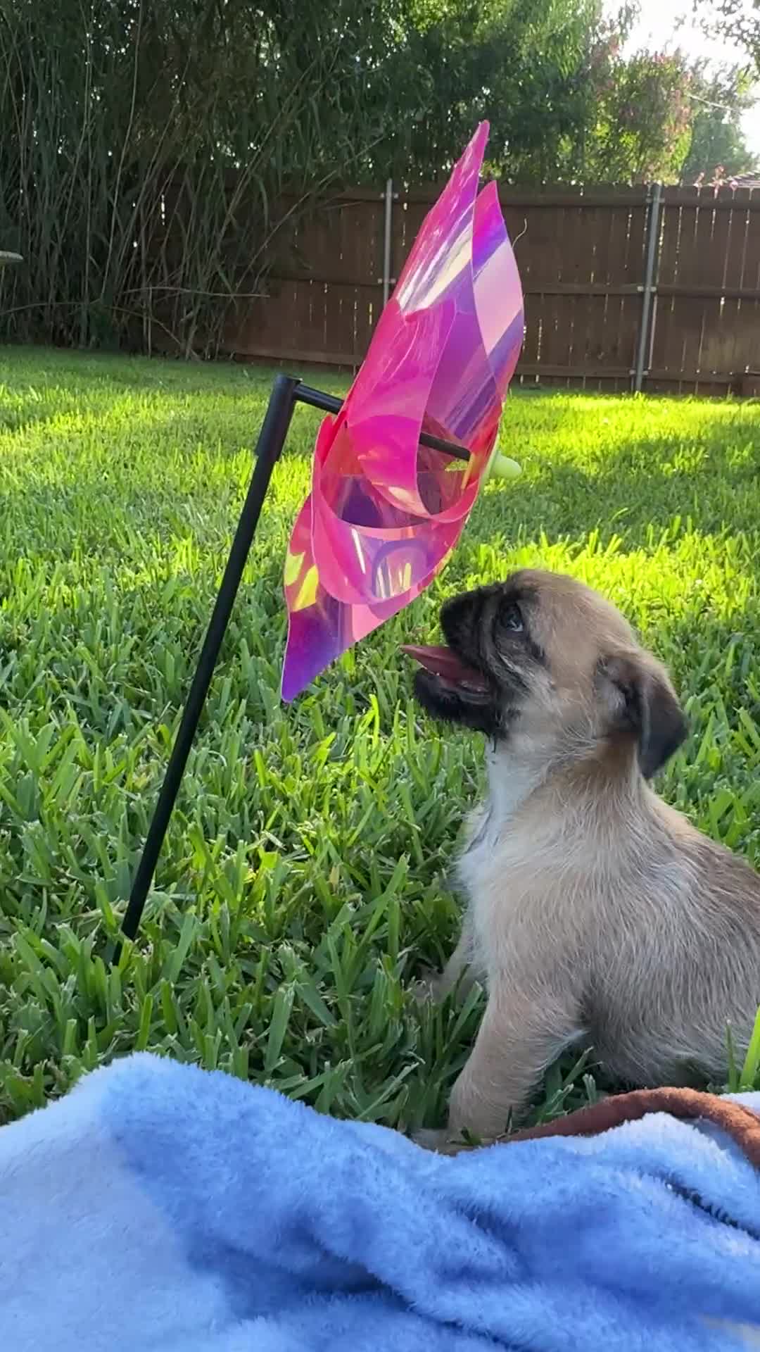 Mixed Breed dogs for sale: Tan Boy - Video 1
