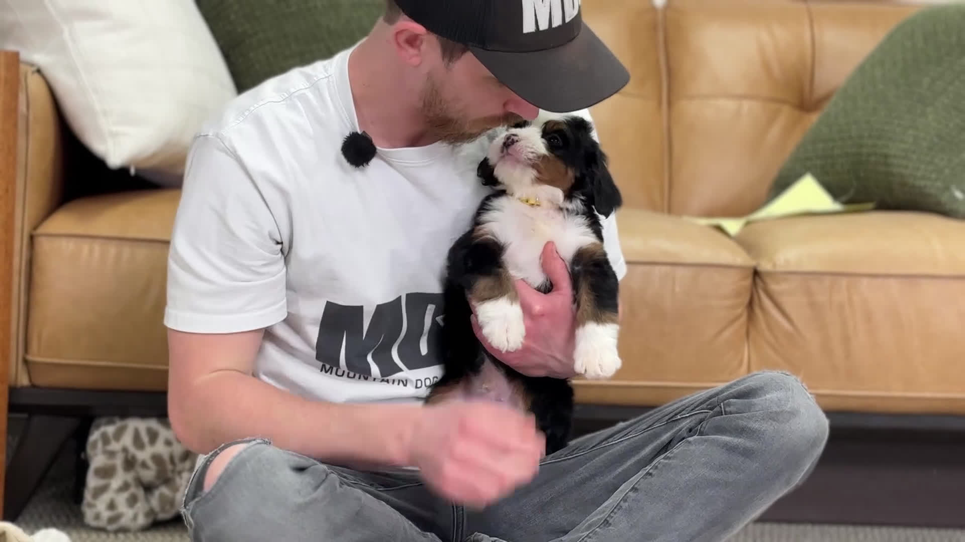 Mini Bernedoodle dogs for sale: Rusty - Video 1