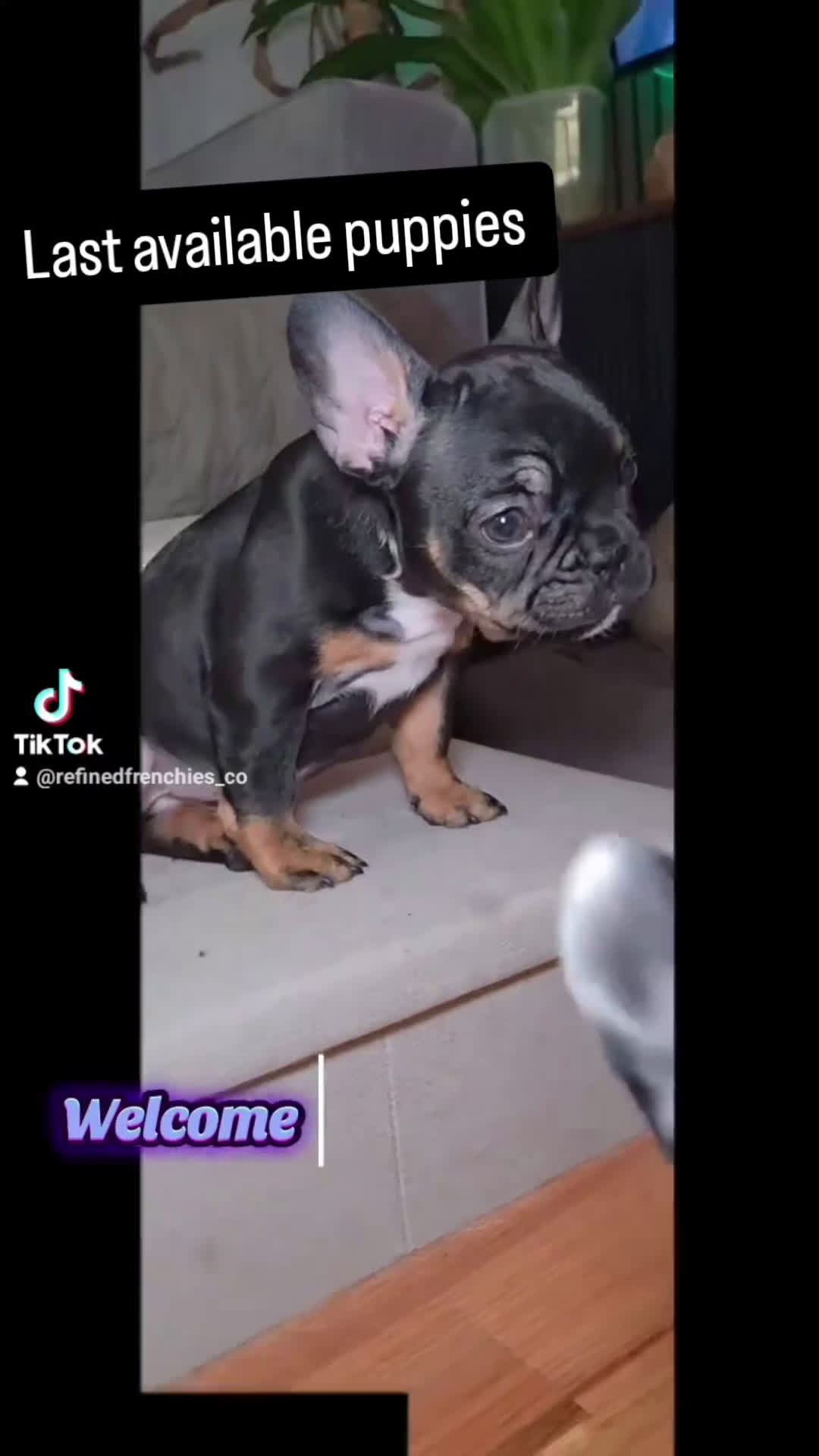 French Bulldog dogs for sale: Cruella French bulldog  - Video 2