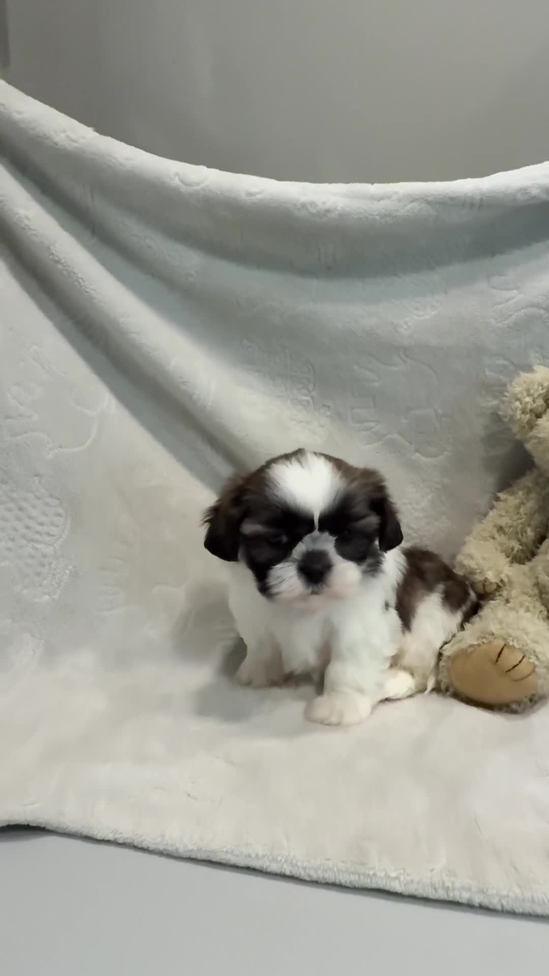 Shih Tzu dogs for sale: AKC SAWYER - Video 1