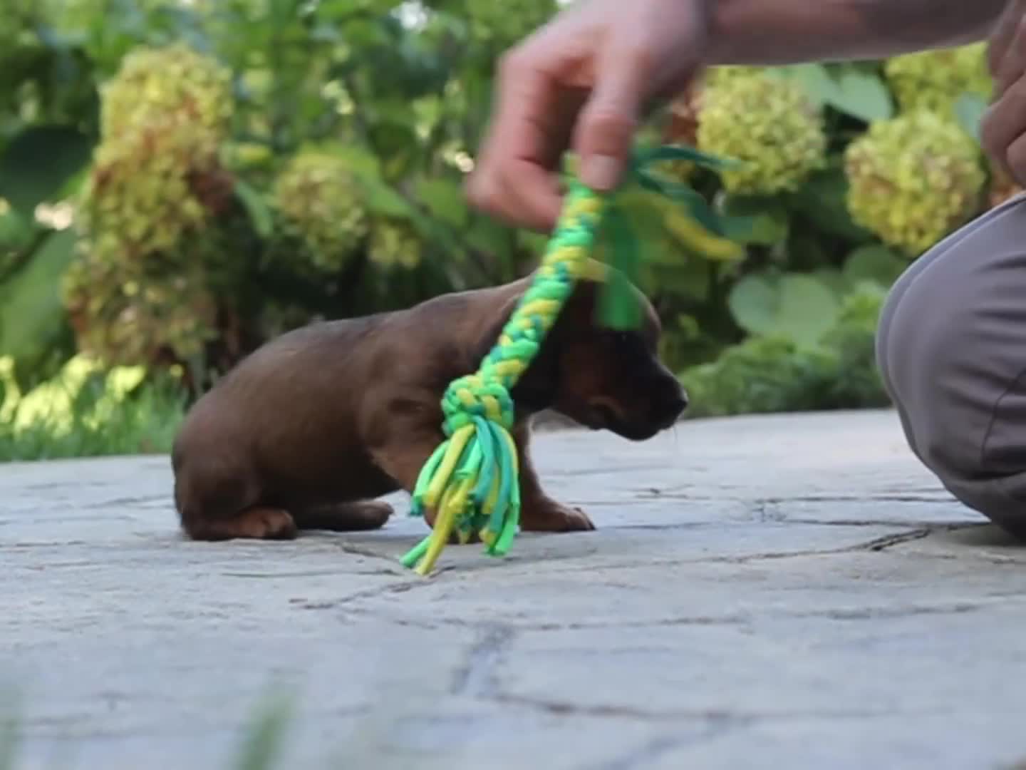 Mixed Breed dogs for sale: Marley - Video 1