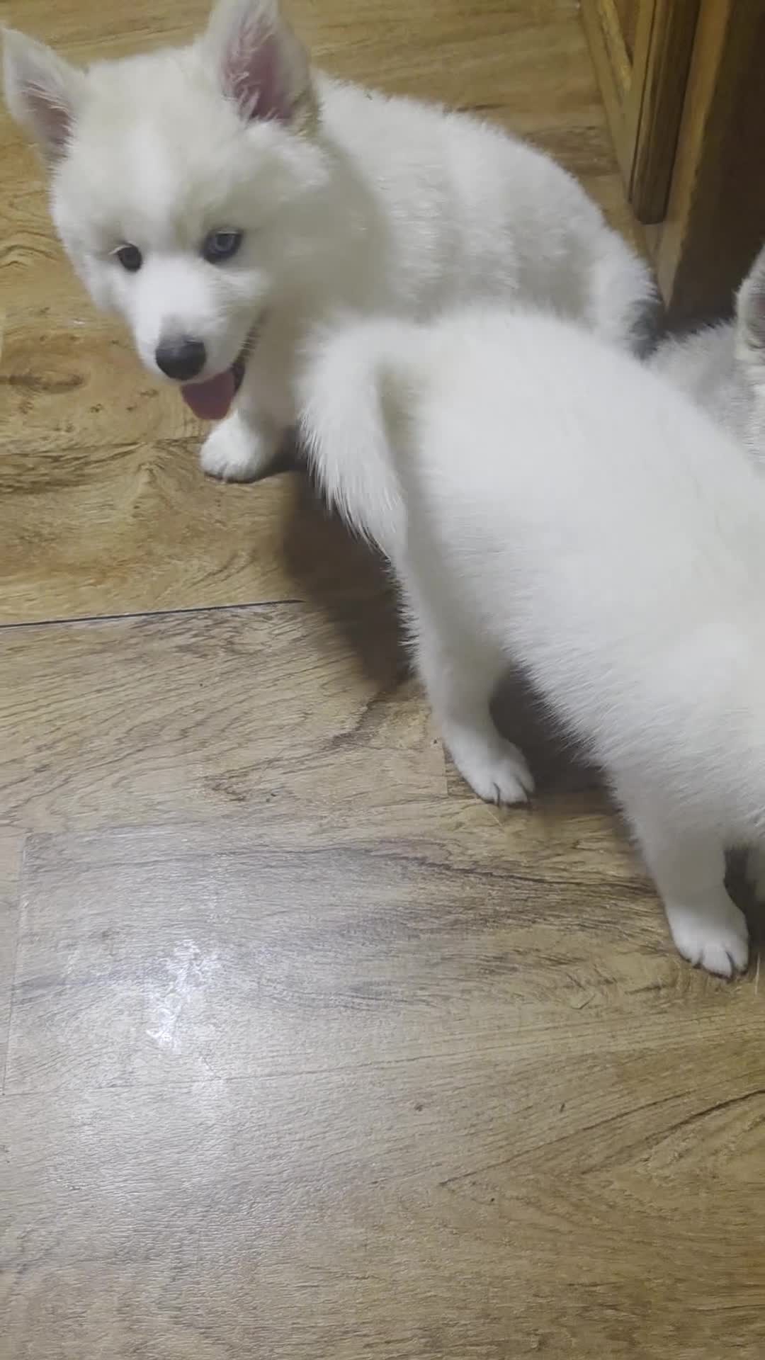 Pomsky dogs for sale: Nanook - Video 1