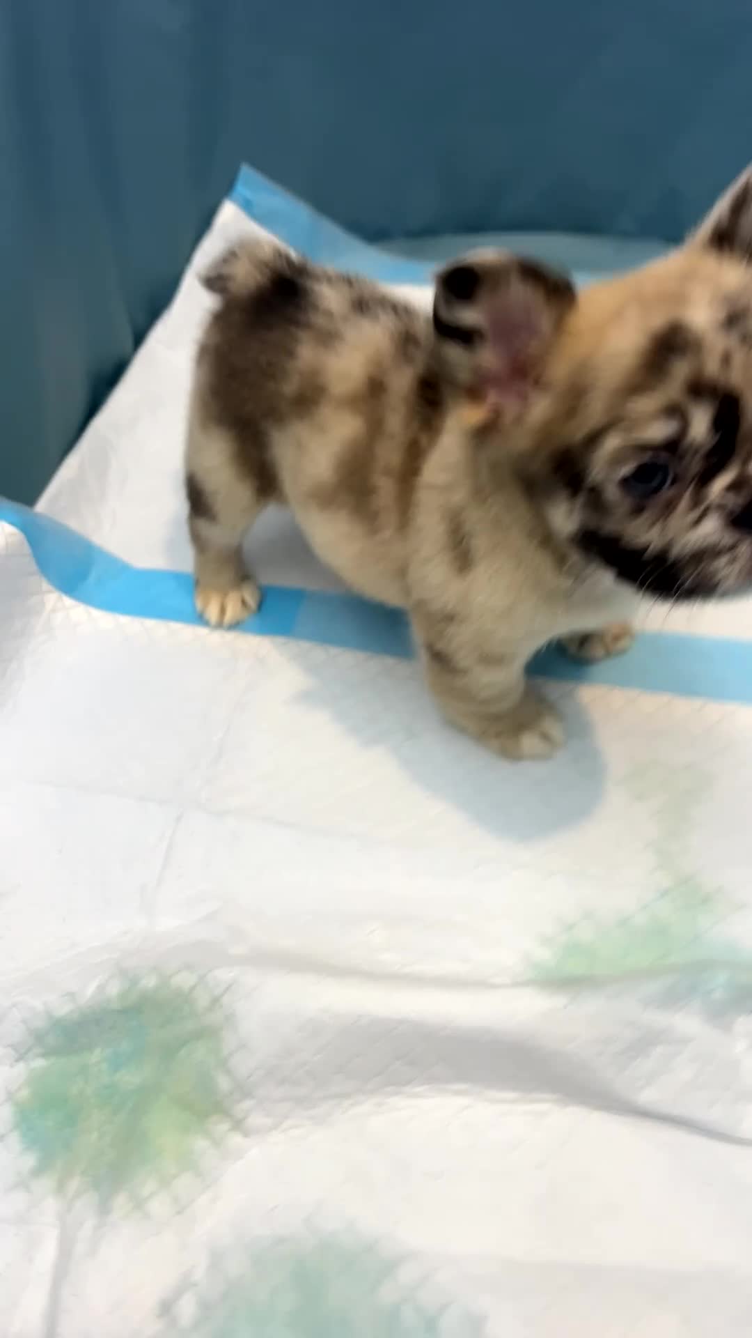 French Bulldog dogs for sale: Lulu - Video 1