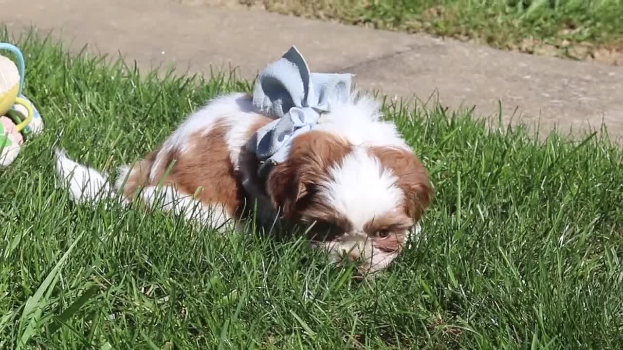 Shih Tzu dogs for sale: Lucy - Video 4
