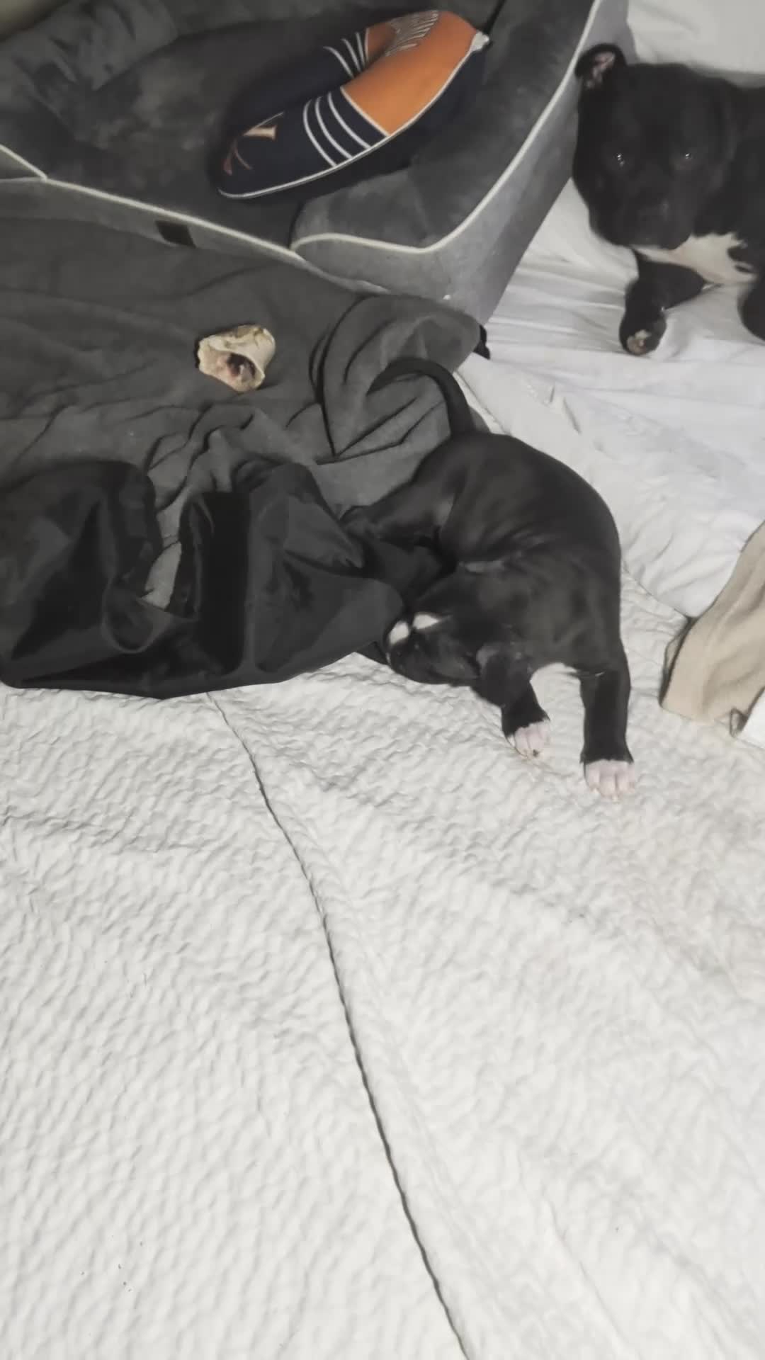 American Pit Bull Terrier dogs for sale: Bubba - Video 2