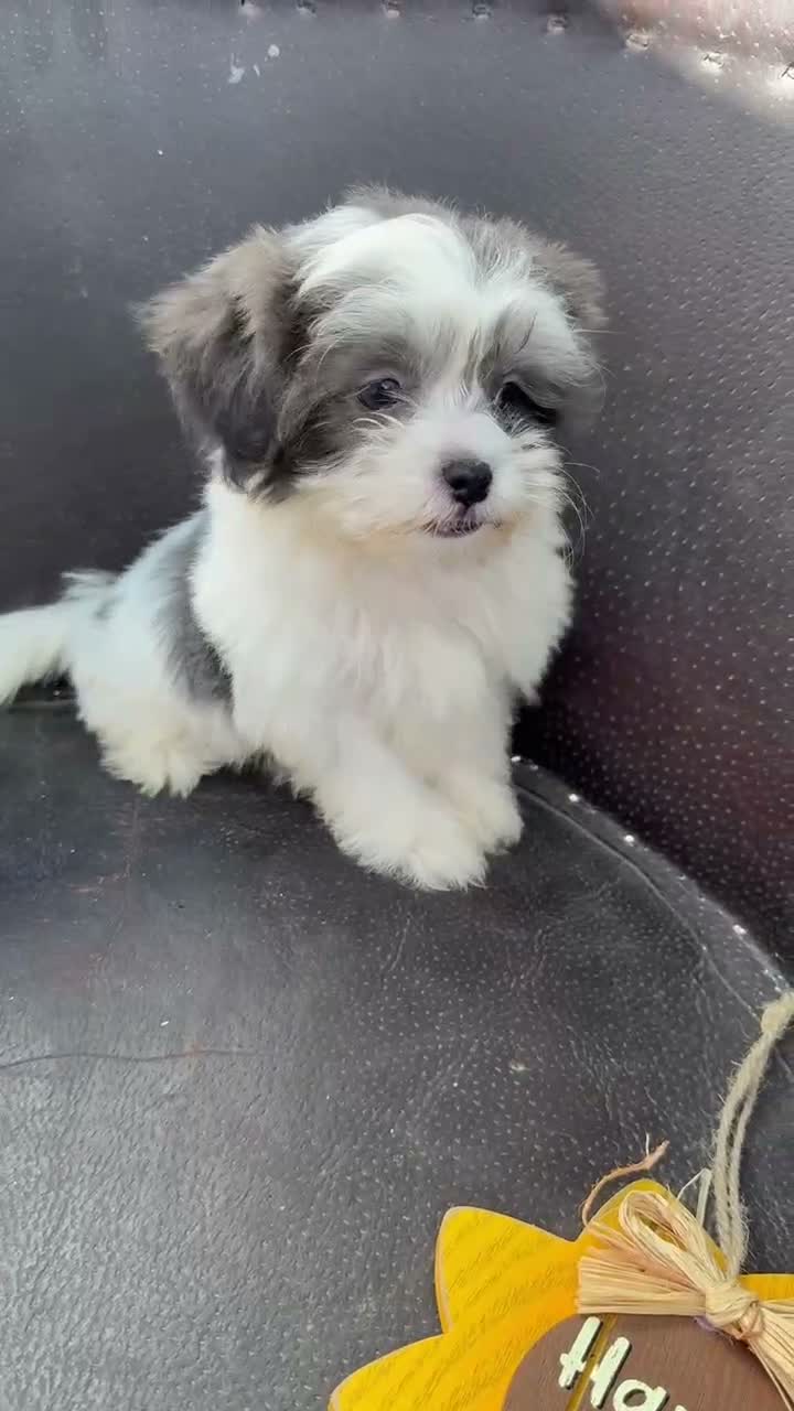 Shihpoo dogs for sale: Winston — The Adventurous Little Explorer - Video 2