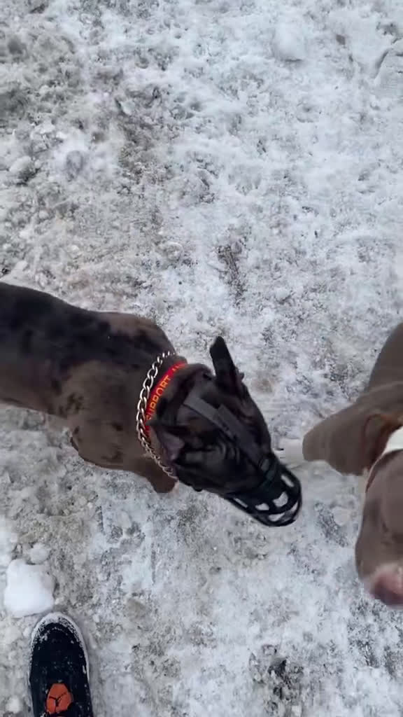 American Bully dogs for sale: Armani Litter - Video 1