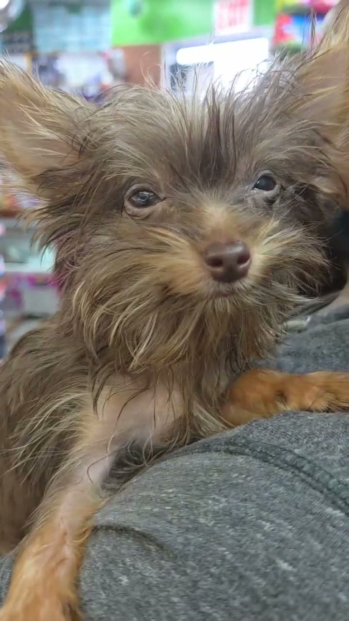 Yorkshire Terrier dogs for sale: Yorkshire Terrier 1 - Video 3