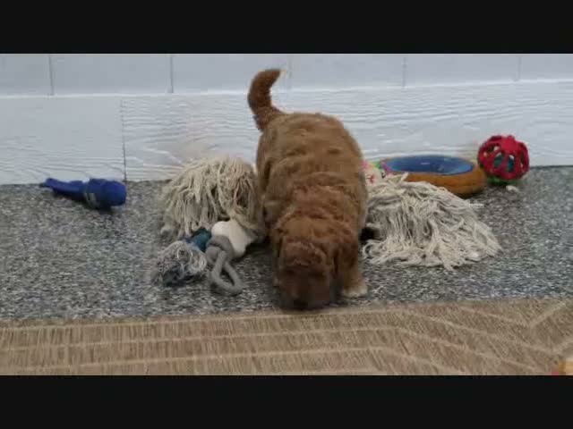 Mini Goldendoodle dogs for sale: Cliff - Video 1