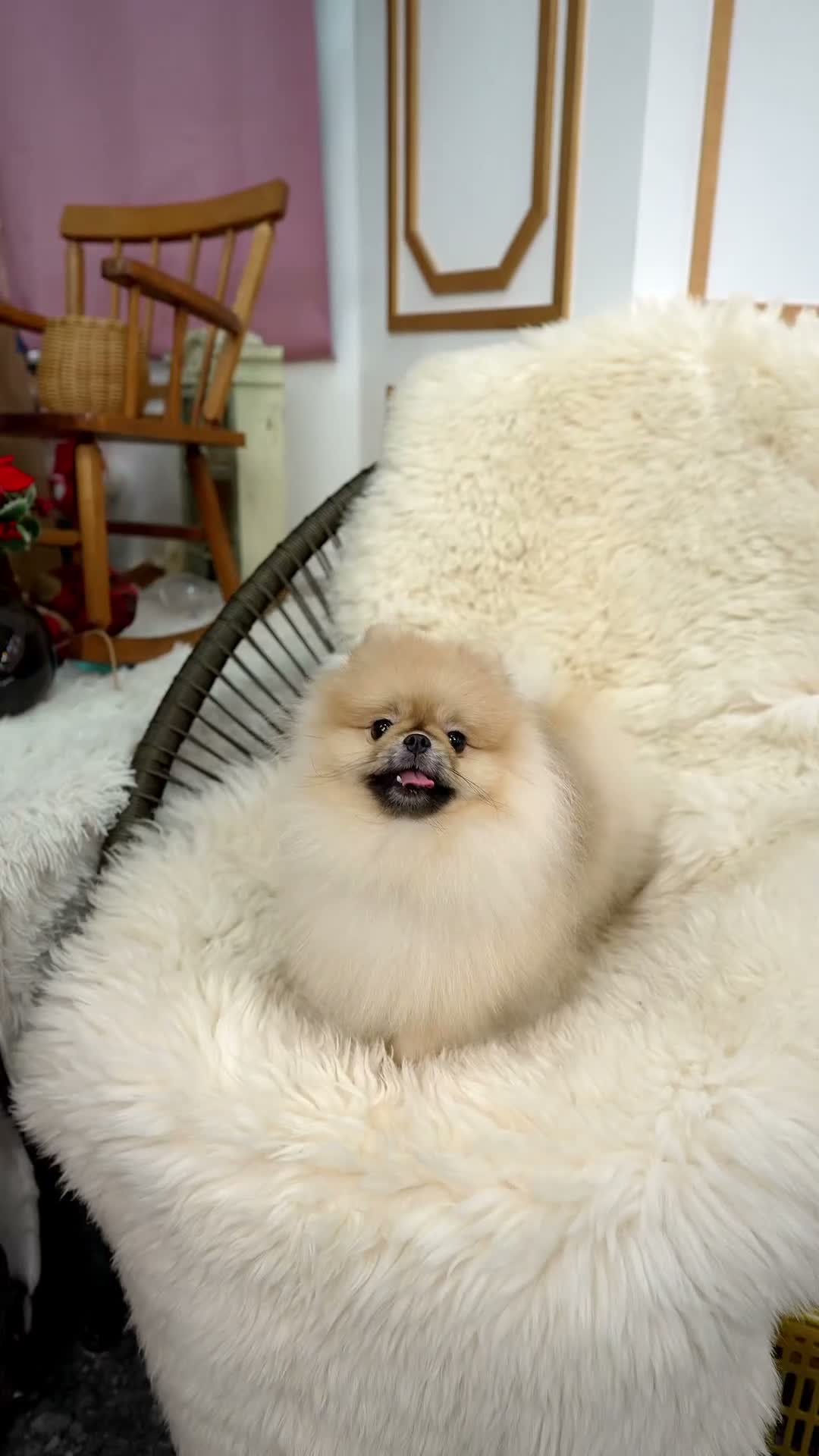 Pomeranian dogs for sale: Bitcoin  - Video 1