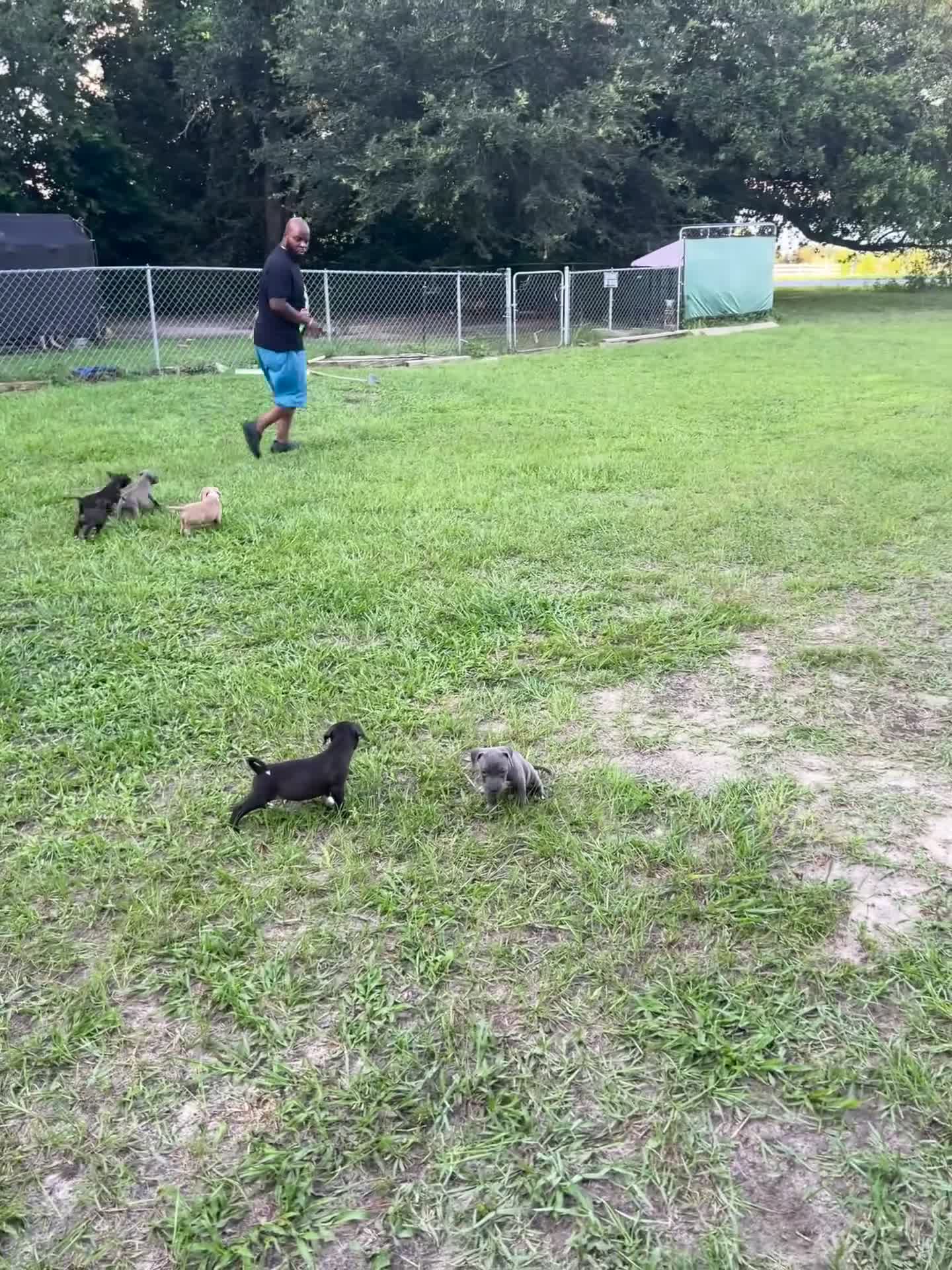 American Pit Bull Terrier dogs for sale: American Pit Bull Terrier 6 - Video 3