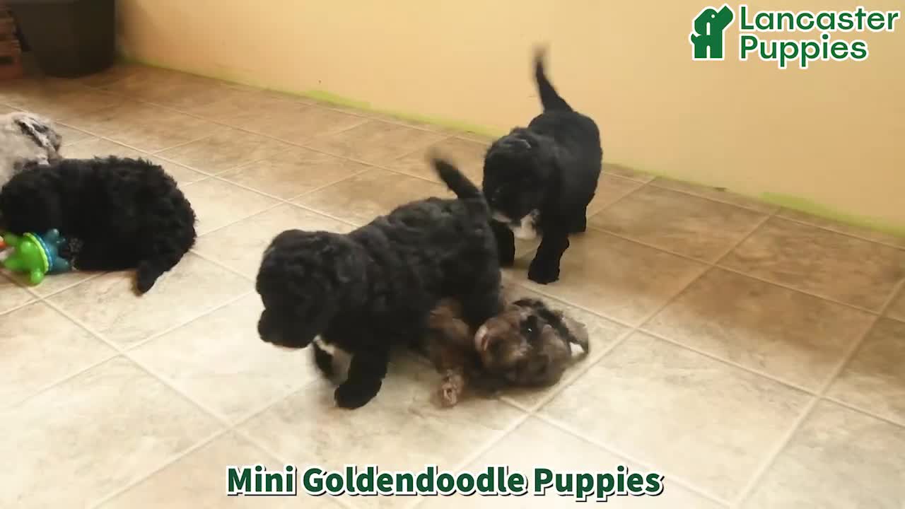 Mini Goldendoodle dogs for sale: Josie - Video 1