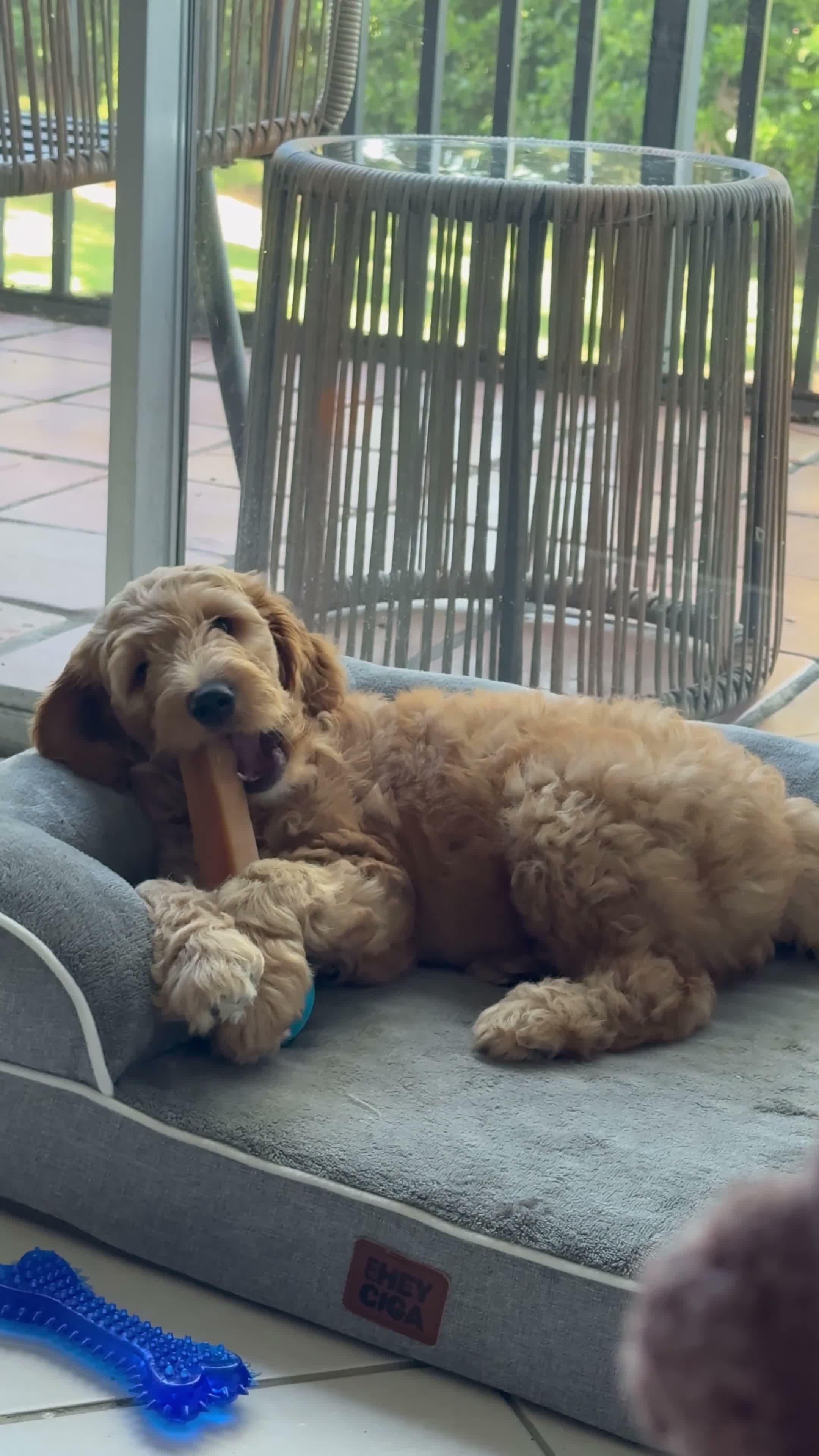 Goldendoodle dogs for sale: Cooper - Video 1