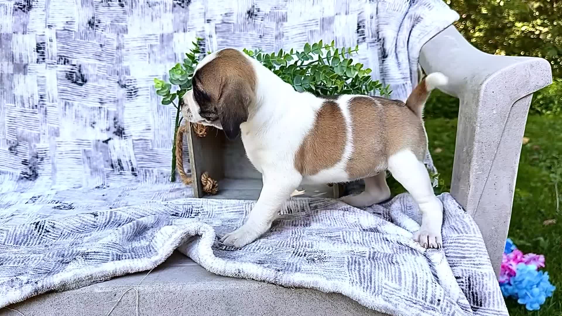 Puggle dogs for sale: Twinkle - Video 1