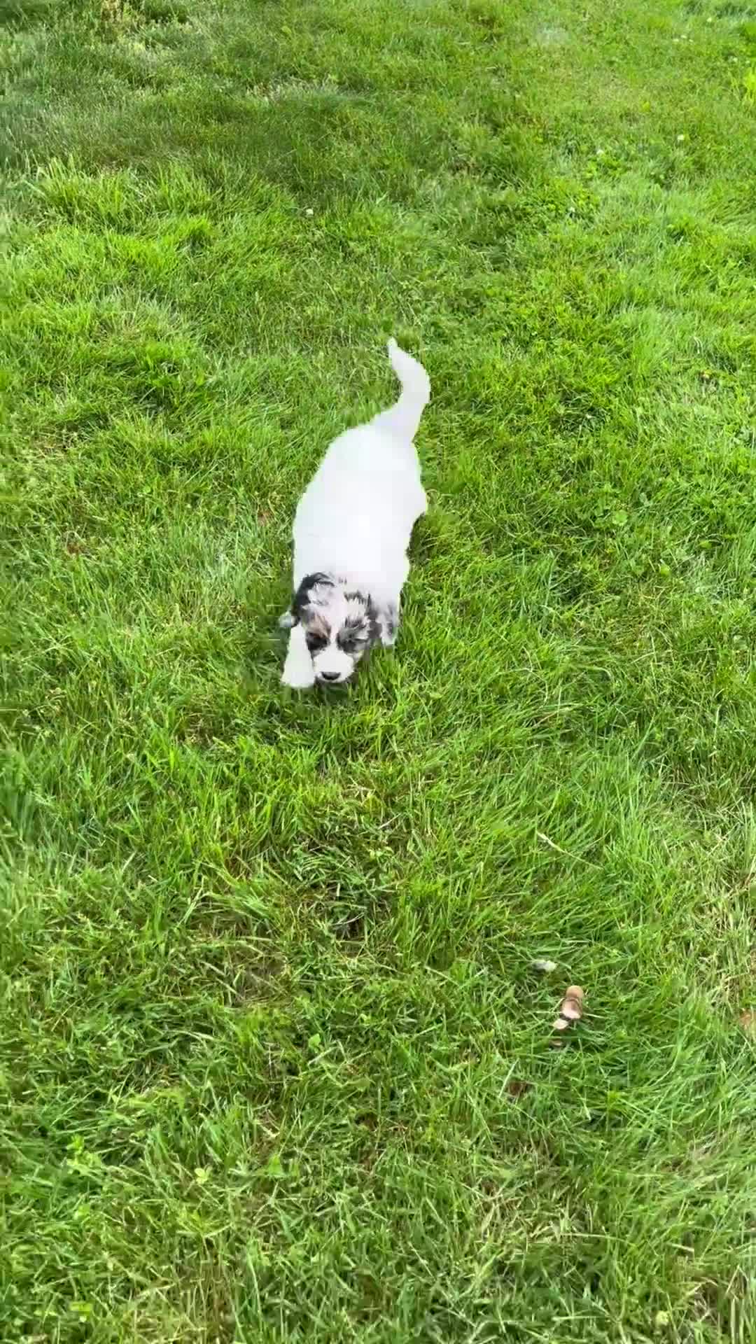 Aussiedoodle dogs for sale: Jasper - Video 1
