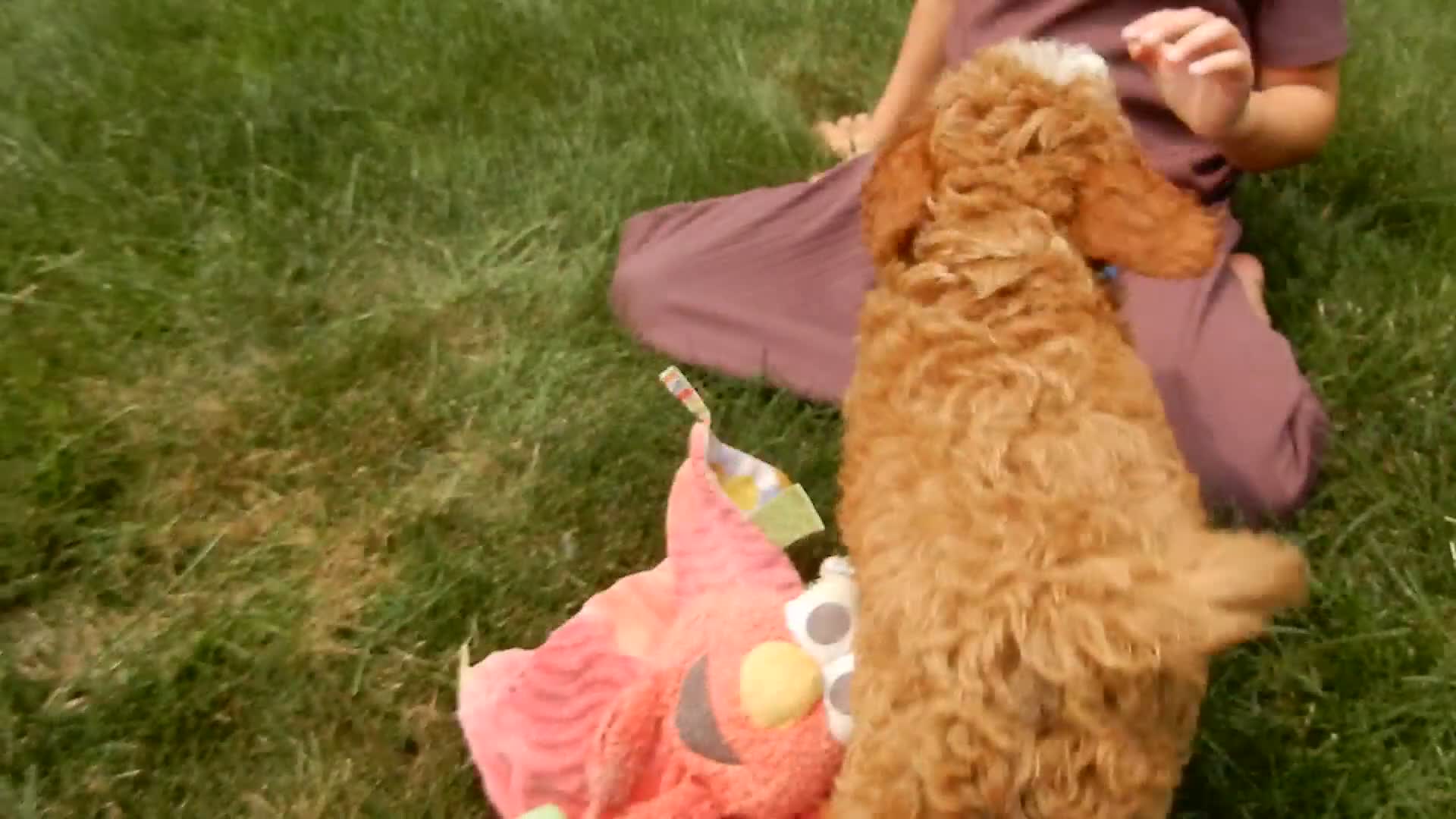 Cavapoo dogs for sale: Boomer - Video 1
