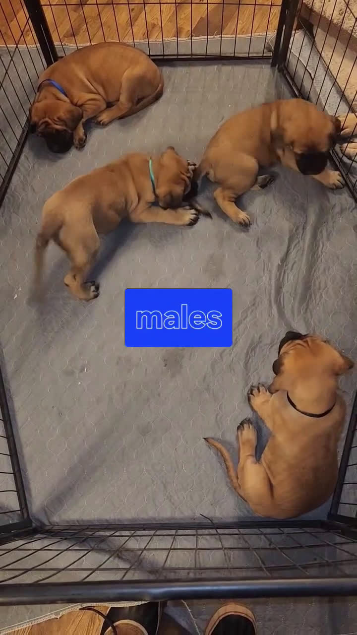 English Mastiff dogs for sale: English Mastiff Puppy 1 - Video 1