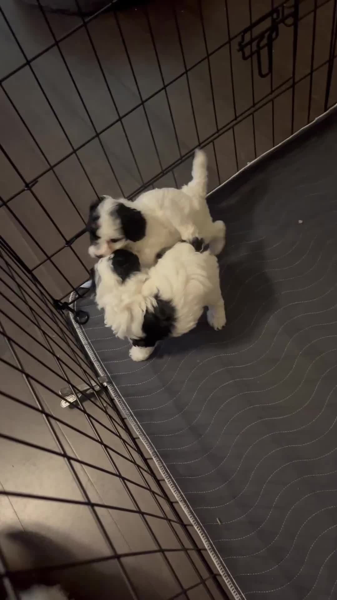 Toy Poodle dogs for sale: Baby Milo - Video 2