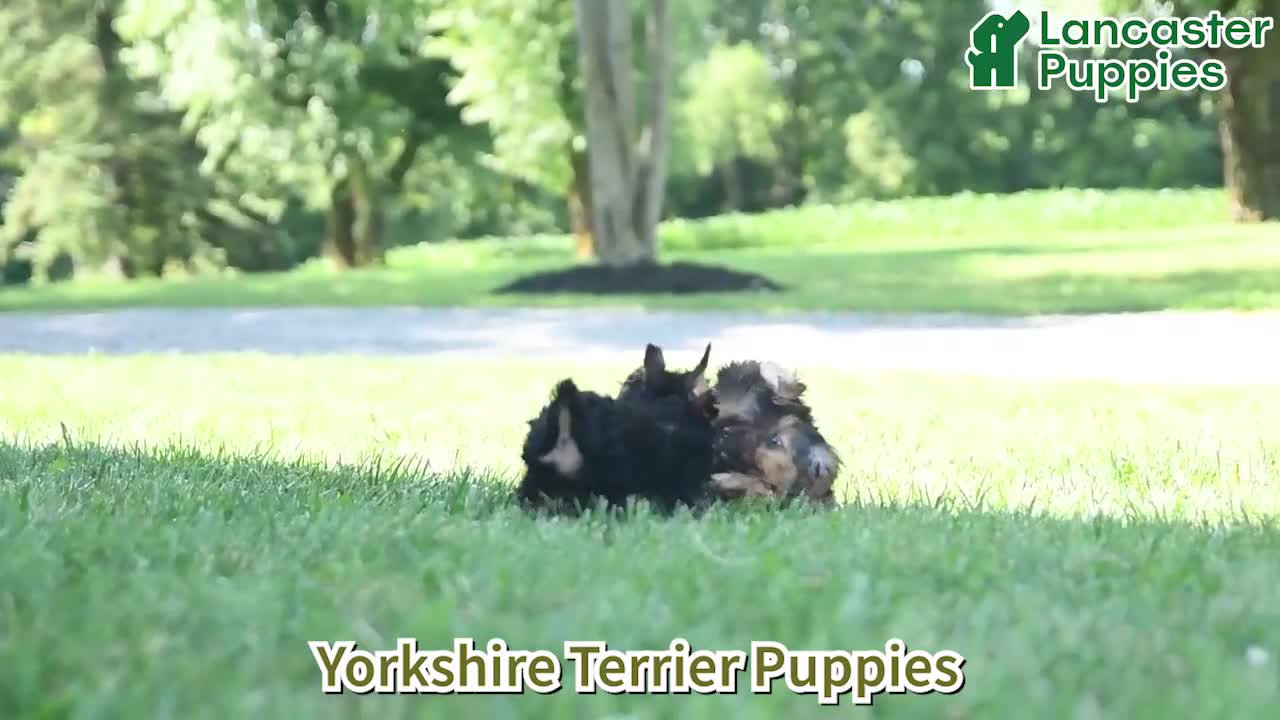 Yorkshire Terrier dogs for sale: Jack  - Video 1
