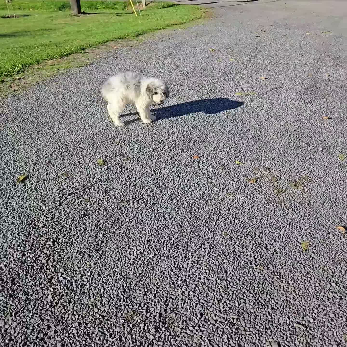 Sheepadoodle dogs for sale: Honey - Video 1