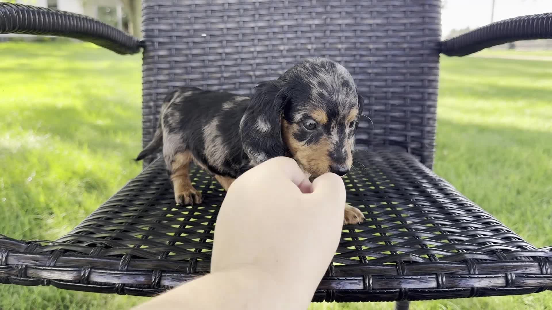 Dachshund dogs for sale: Dexter - Video 1