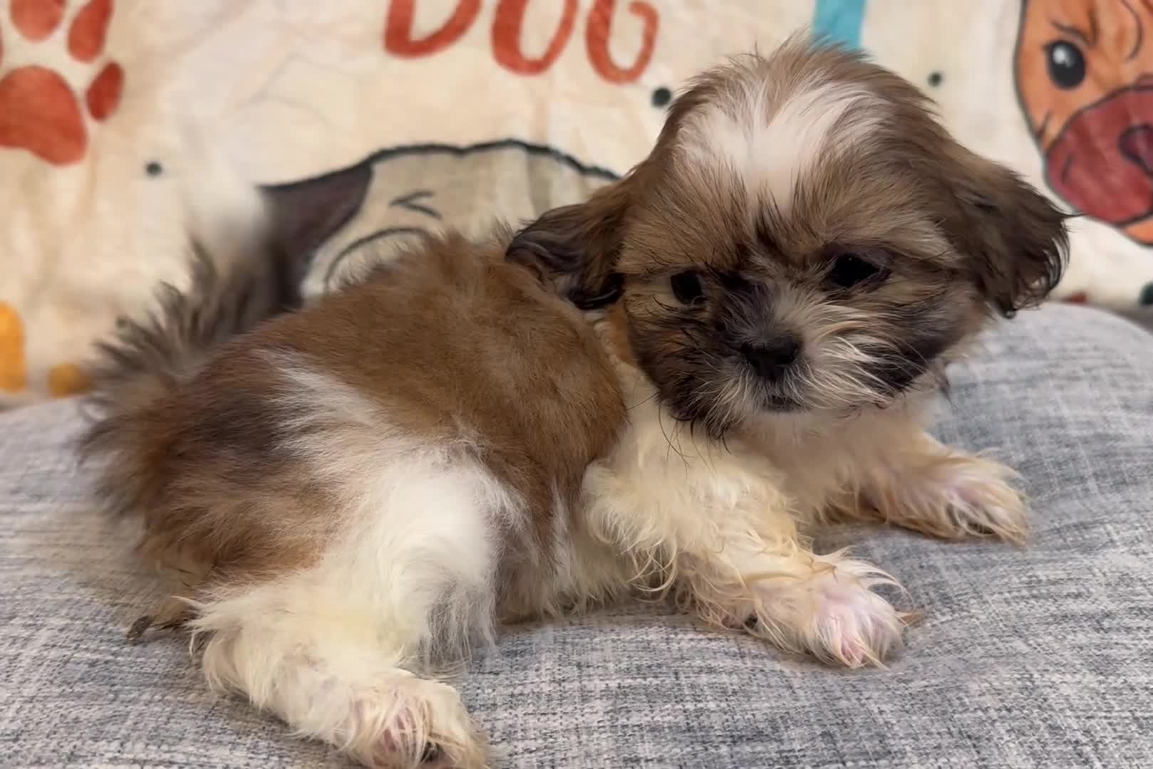 Shih Tzu dogs for sale: Cinnamon - Video 1