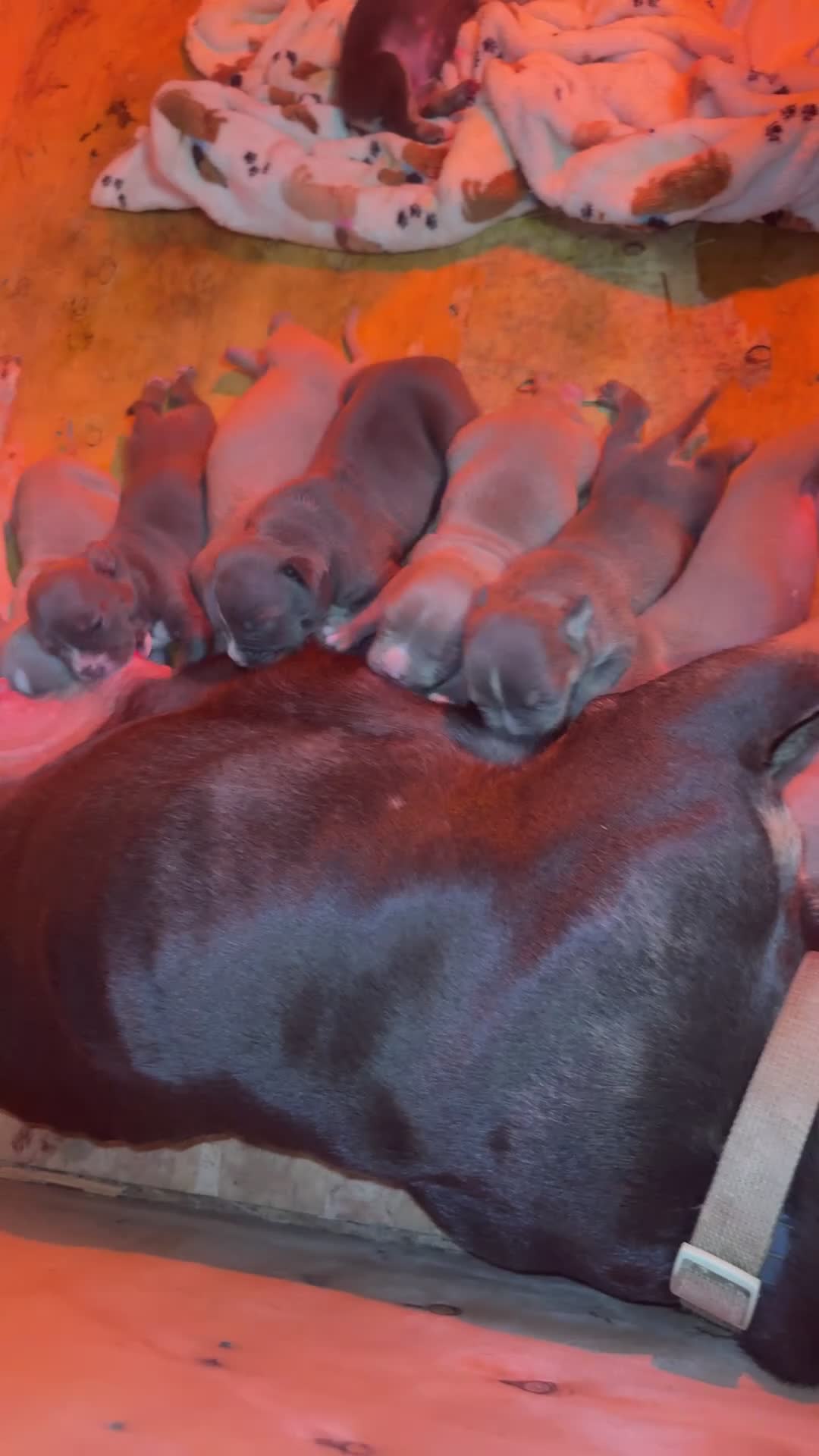American Bully dogs for sale: American Bully 3 - Video 1