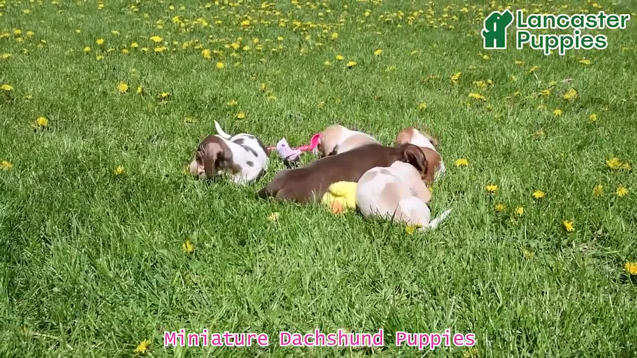 Miniature Dachshund dogs for sale: Patrick - Video 1