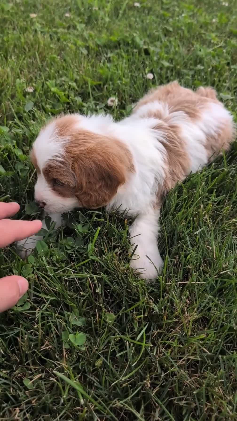 Cavapoo dogs for sale: Namor - Video 1