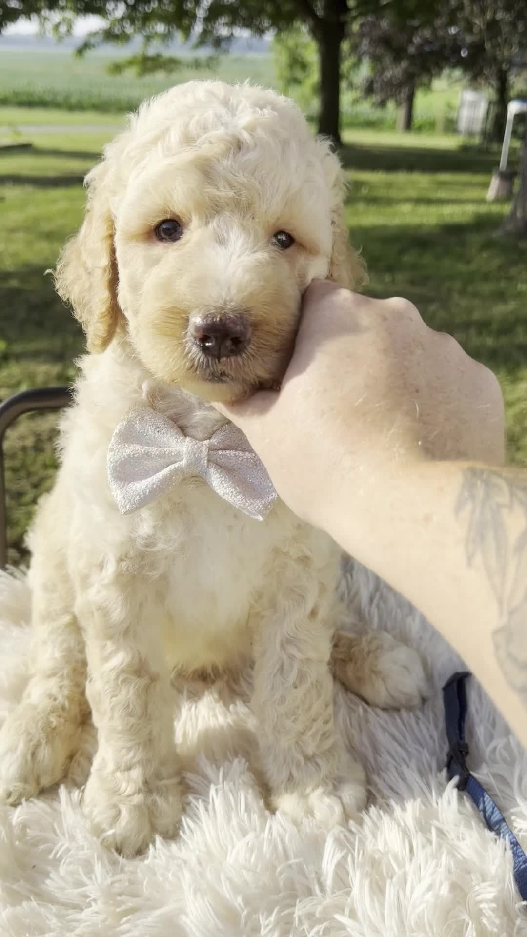 Goldendoodle dogs for sale: Marvin - F1b - Video 1